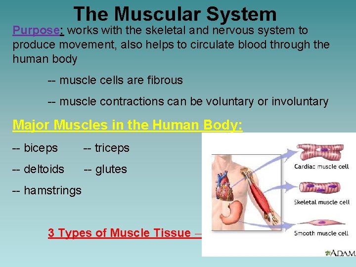 The Muscular System Purpose: works with the skeletal and nervous system to produce movement,