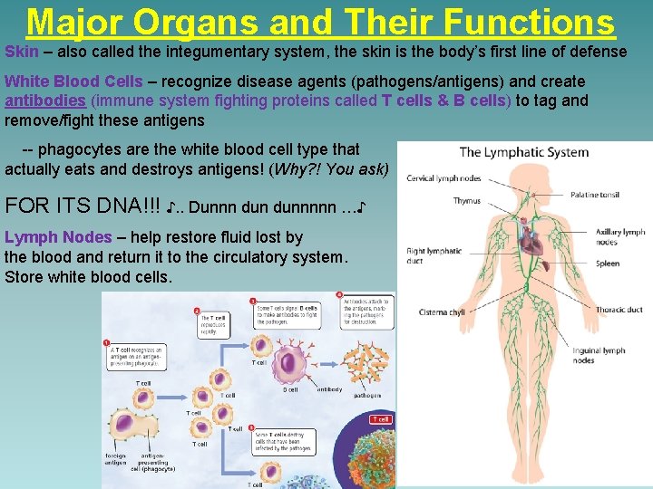 Major Organs and Their Functions Skin – also called the integumentary system, the skin