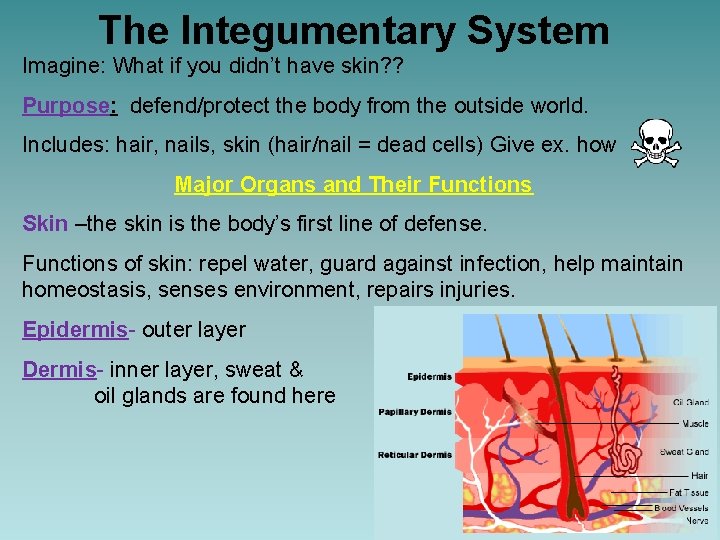 The Integumentary System Imagine: What if you didn’t have skin? ? Purpose: defend/protect the