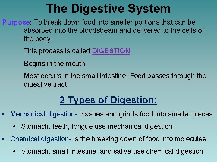 The Digestive System Purpose: To break down food into smaller portions that can be