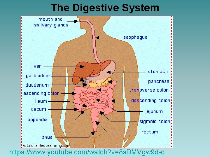 The Digestive System https: //www. youtube. com/watch? v=8 s. DMVgw 9 d-c 