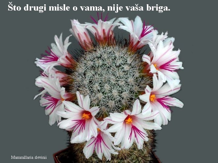 Što drugi misle o vama, nije vaša briga. Mammillaria slevinii 