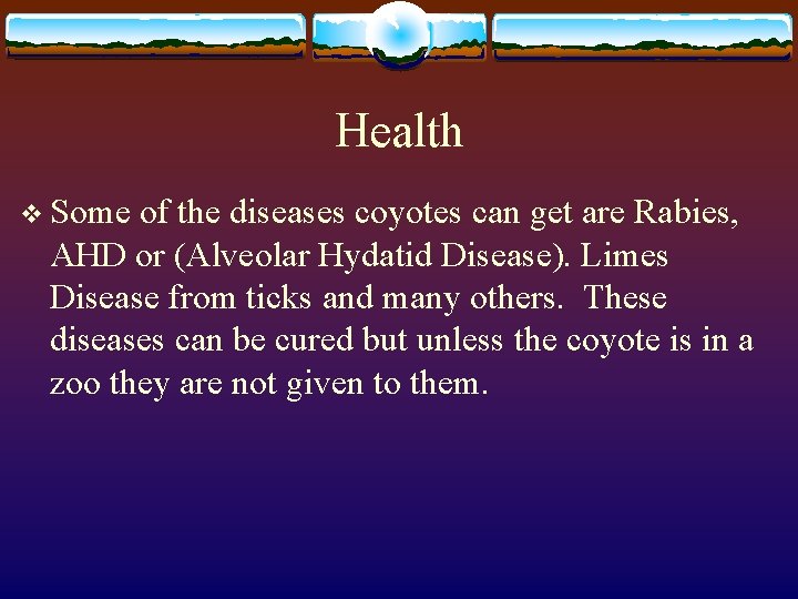 Health v Some of the diseases coyotes can get are Rabies, AHD or (Alveolar