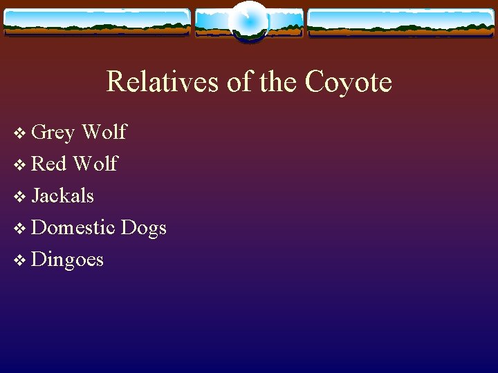 Relatives of the Coyote v Grey Wolf v Red Wolf v Jackals v Domestic