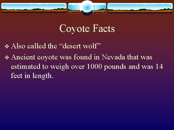 Coyote Facts v Also called the “desert wolf” v Ancient coyote was found in