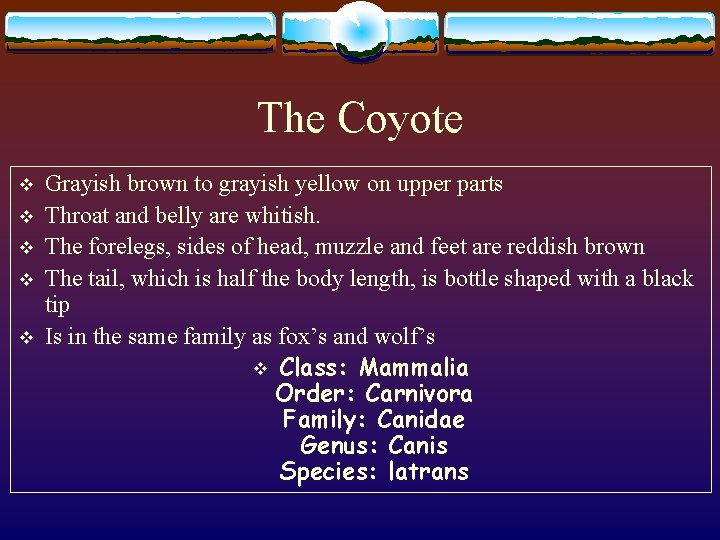 The Coyote v v v Grayish brown to grayish yellow on upper parts Throat
