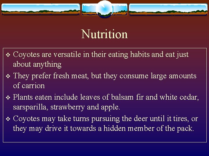 Nutrition Coyotes are versatile in their eating habits and eat just about anything v