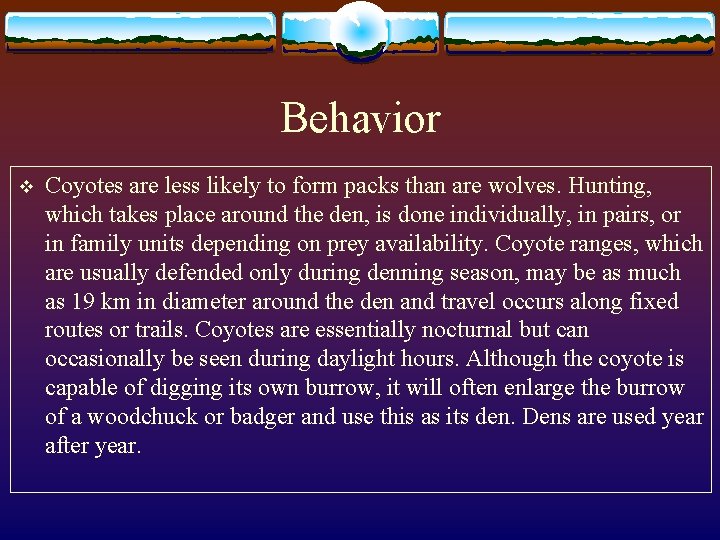 Behavior v Coyotes are less likely to form packs than are wolves. Hunting, which