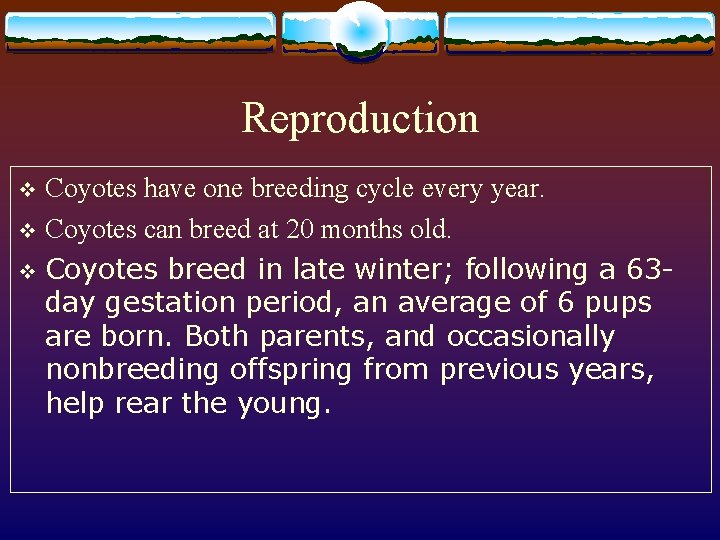 Reproduction Coyotes have one breeding cycle every year. v Coyotes can breed at 20