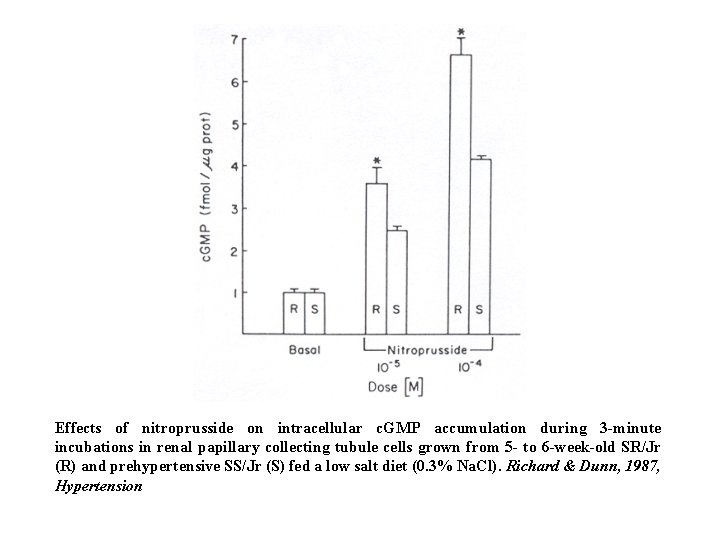 Effects of nitroprusside on intracellular c. GMP accumulation during 3 -minute incubations in renal