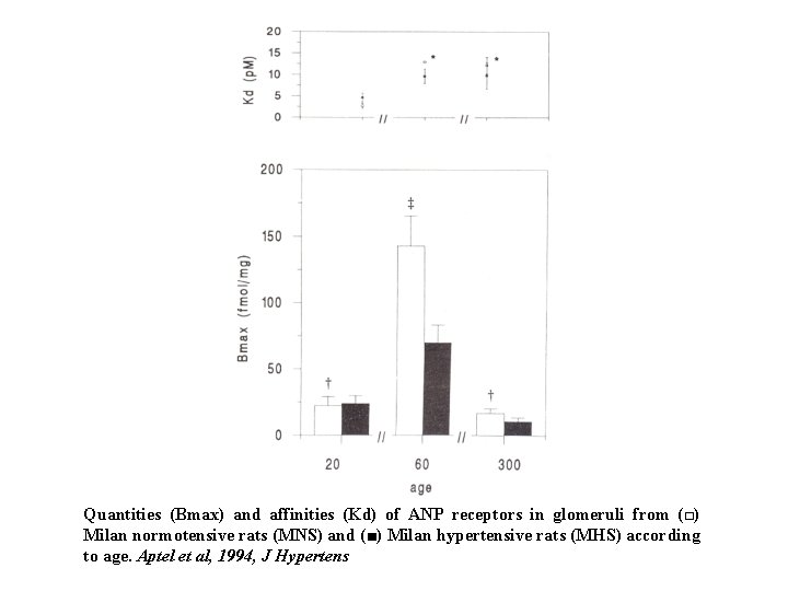 Quantities (Bmax) and affinities (Kd) of ANP receptors in glomeruli from (□) Milan normotensive