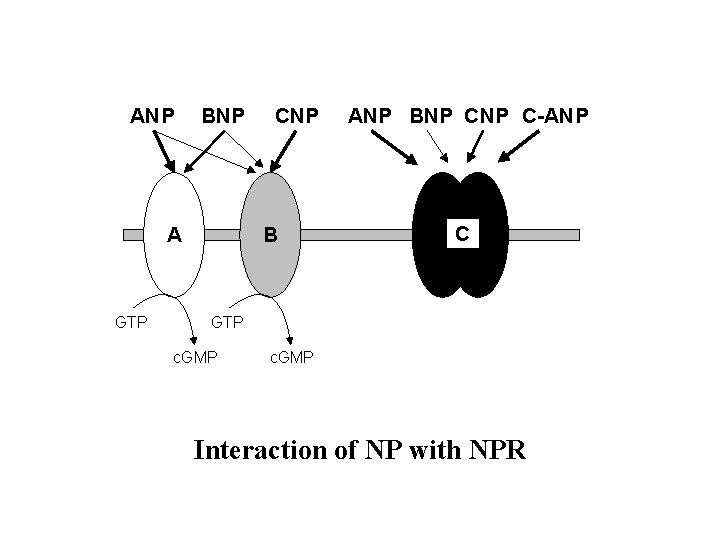 ANP BNP A GTP CNP B ANP BNP C-ANP C GTP c. GMP Interaction