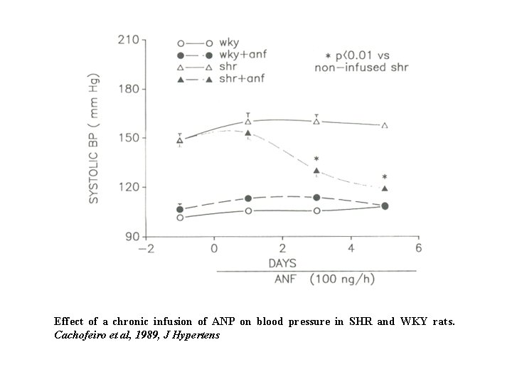 Effect of a chronic infusion of ANP on blood pressure in SHR and WKY