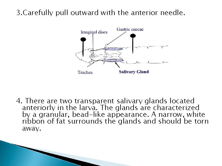 3. Carefully pull outward with the anterior needle. 4. There are two transparent salivary