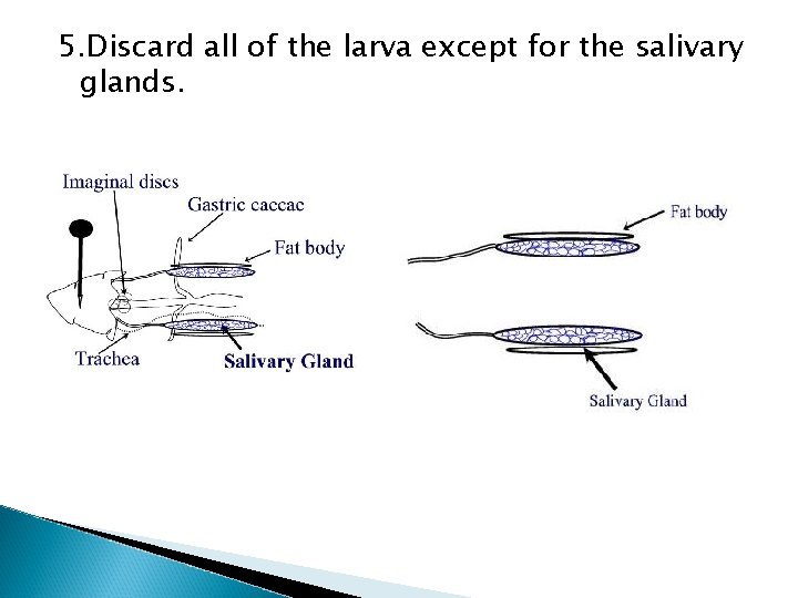 5. Discard all of the larva except for the salivary glands. 