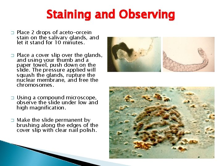 Staining and Observing � � Place 2 drops of aceto-orcein stain on the salivary