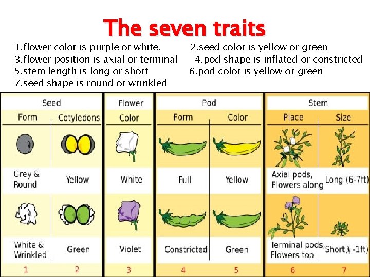 The seven traits 1. flower color is purple or white. 3. flower position is