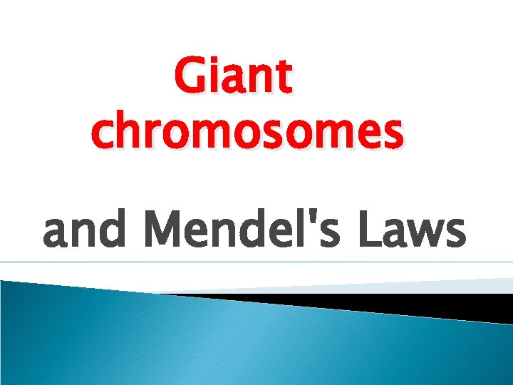 Giant chromosomes and Mendel's Laws 