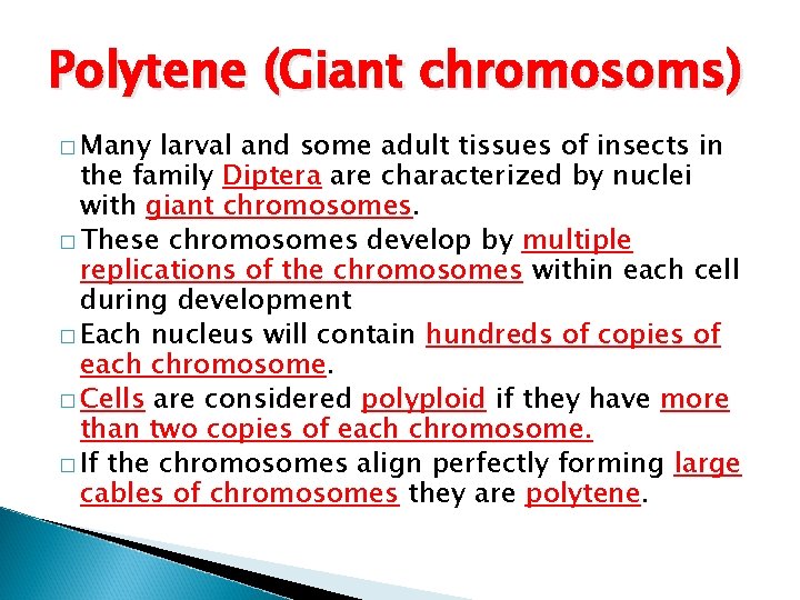 Polytene (Giant chromosoms) � Many larval and some adult tissues of insects in the