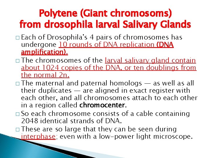 Polytene (Giant chromosoms) from drosophila larval Salivary Glands � Each of Drosophila's 4 pairs