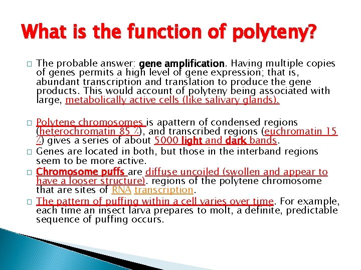 What is the function of polyteny? � � � The probable answer: gene amplification.