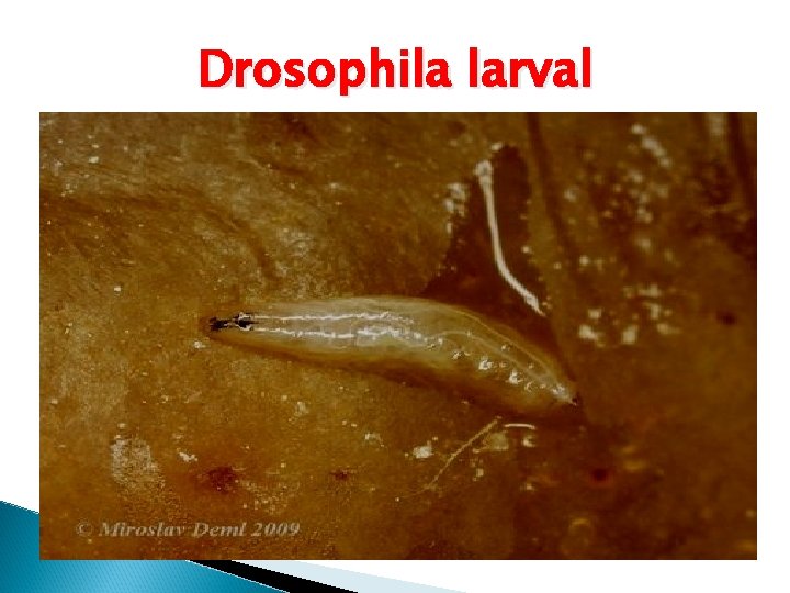 Drosophila larval 