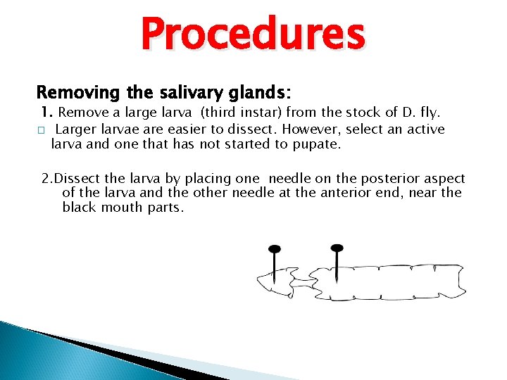 Procedures Removing the salivary glands: 1. Remove a large larva (third instar) from the