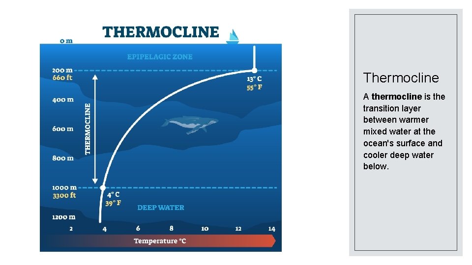 Thermocline A thermocline is the transition layer between warmer mixed water at the ocean's