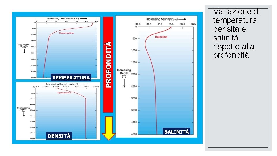 Variazione di temperatura densità e salinità rispetto alla profondità 
