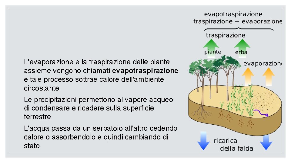 L’evaporazione e la traspirazione delle piante assieme vengono chiamati evapotraspirazione e tale processo sottrae