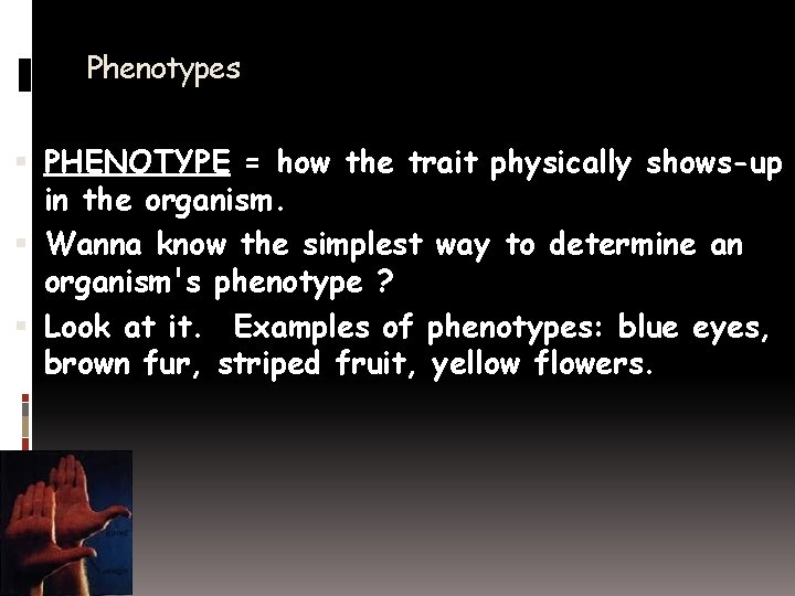 Phenotypes PHENOTYPE = how the trait physically shows-up in the organism. Wanna know the