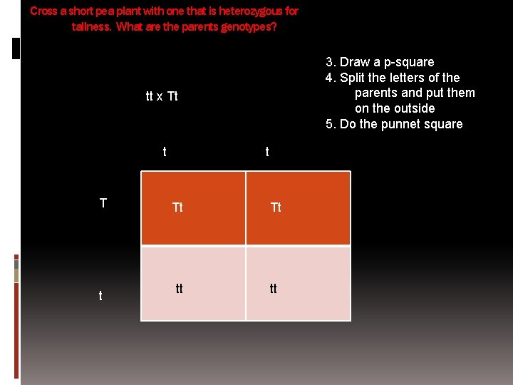 Cross a short pea plant with one that is heterozygous for tallness. What are
