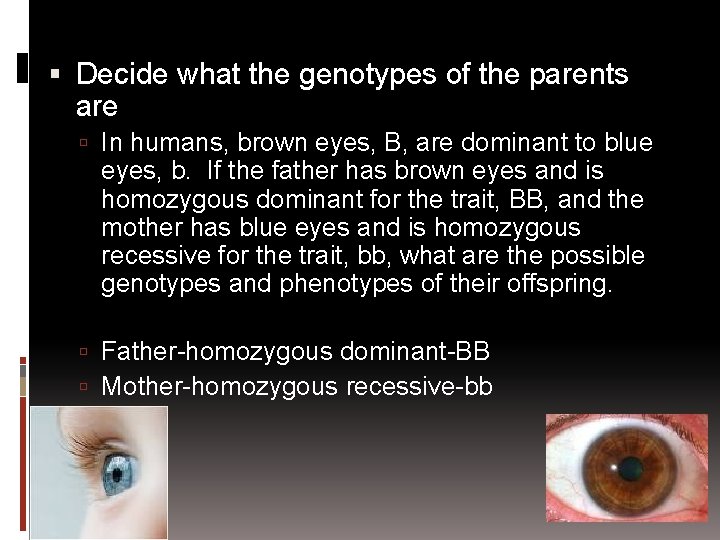  Decide what the genotypes of the parents are In humans, brown eyes, B,