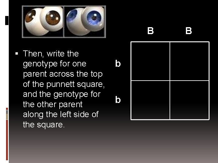 B Then, write the genotype for one parent across the top of the punnett