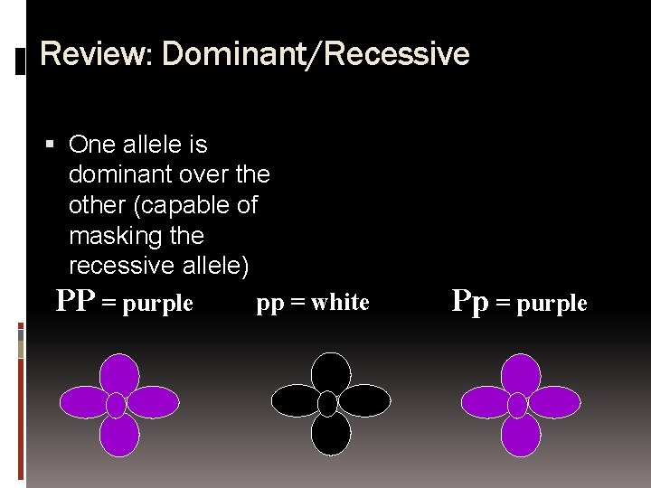 Review: Dominant/Recessive One allele is dominant over the other (capable of masking the recessive
