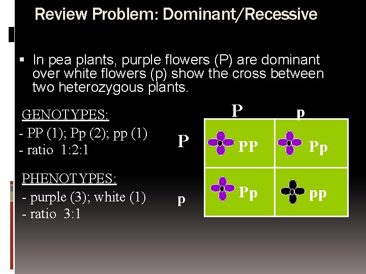 Review Problem: Dominant/Recessive In pea plants, purple flowers (P) are dominant over white flowers