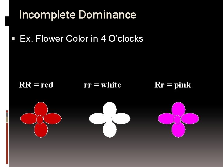 Incomplete Dominance Ex. Flower Color in 4 O’clocks RR = red rr = white