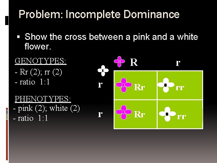 Problem: Incomplete Dominance Show the cross between a pink and a white flower. GENOTYPES: