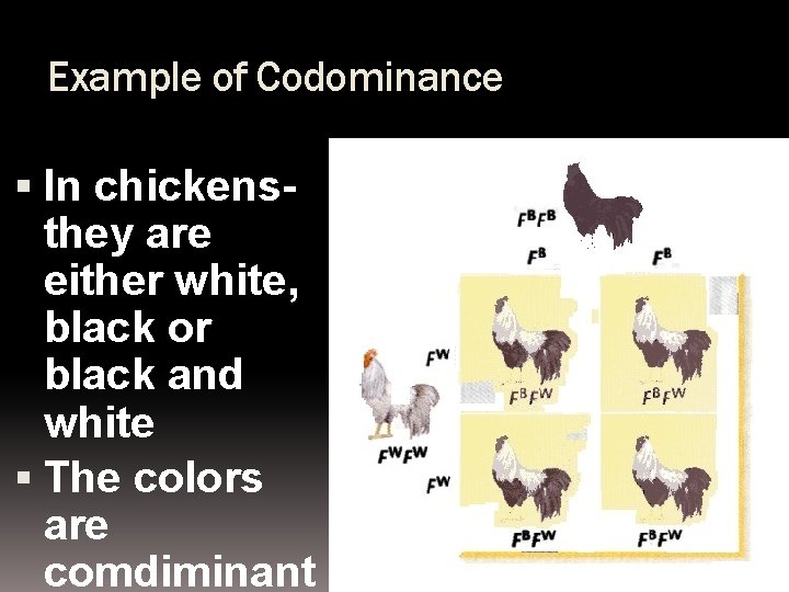 Example of Codominance In chickensthey are either white, black or black and white The
