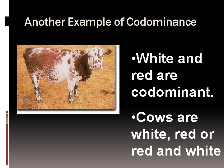 Another Example of Codominance • White and red are codominant. • Cows are white,