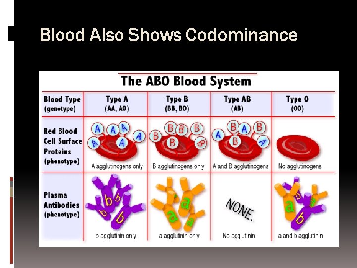 Blood Also Shows Codominance 