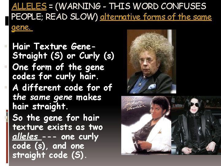 ALLELES = (WARNING - THIS WORD CONFUSES PEOPLE; READ SLOW) alternative forms of the