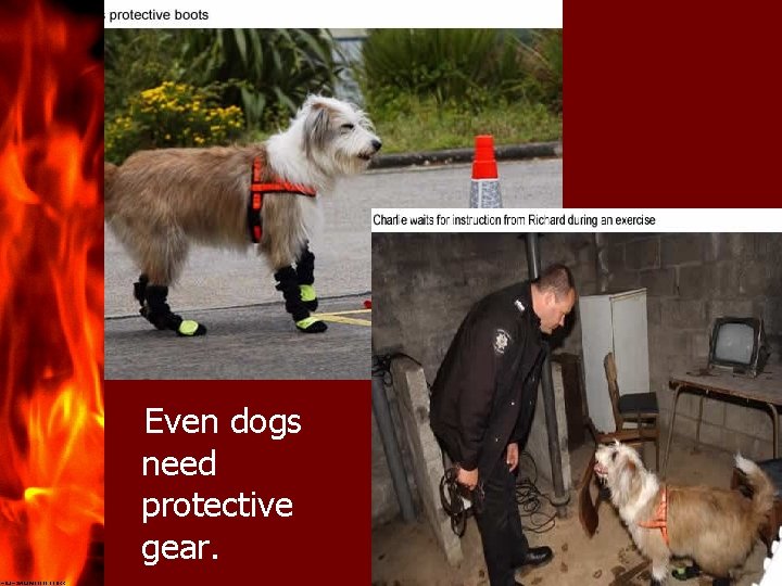 Arson Even dogs need protective gear. 27 
