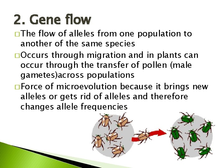 2. Gene flow � The flow of alleles from one population to another of