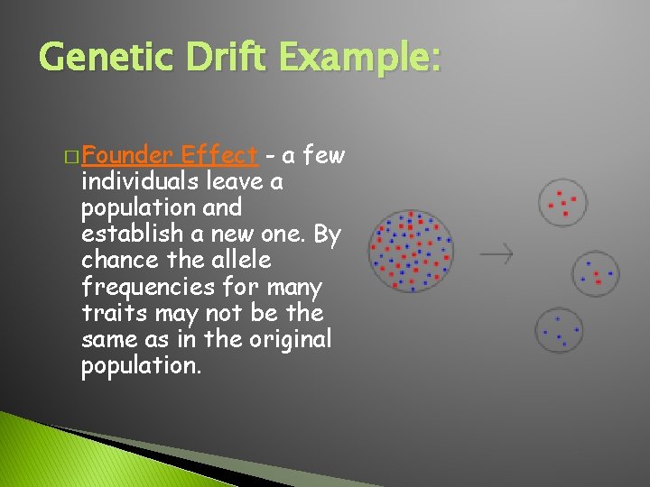 Genetic Drift Example: � Founder Effect - a few individuals leave a population and