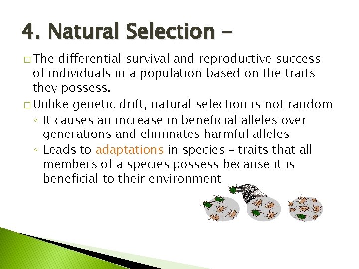 4. Natural Selection � The differential survival and reproductive success of individuals in a