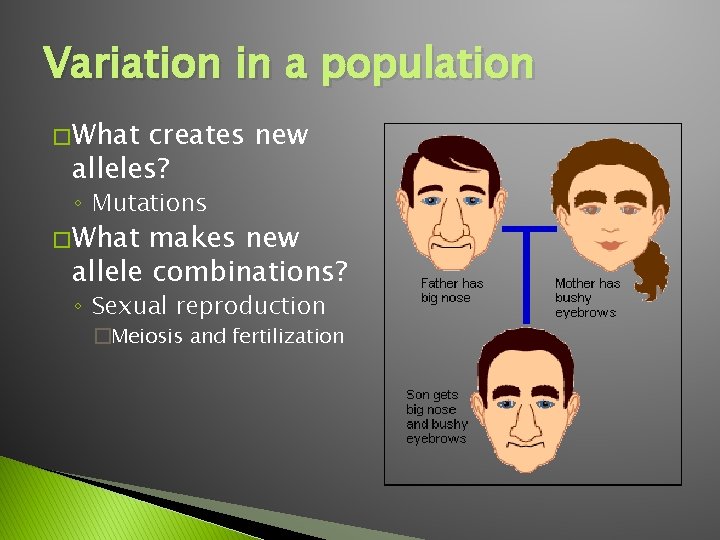 Variation in a population � What creates new alleles? ◦ Mutations � What makes