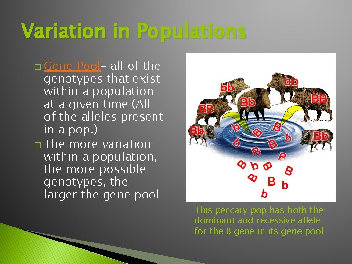 Variation in Populations � Gene Pool– all of the genotypes that exist within a