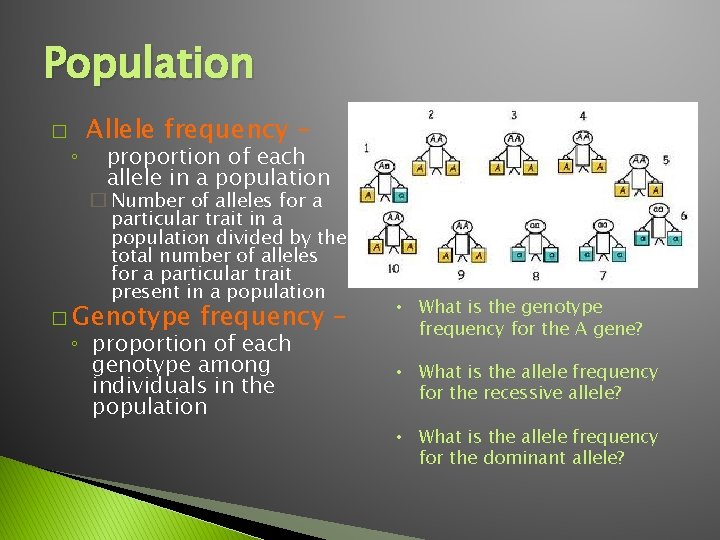 Population � ◦ Allele frequency – proportion of each allele in a population �
