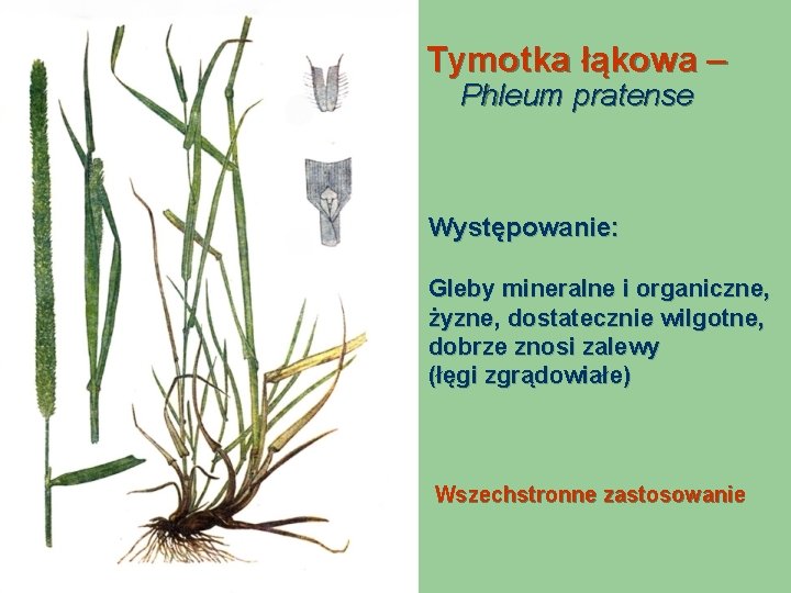 Tymotka łąkowa – Phleum pratense Występowanie: Gleby mineralne i organiczne, żyzne, dostatecznie wilgotne, dobrze